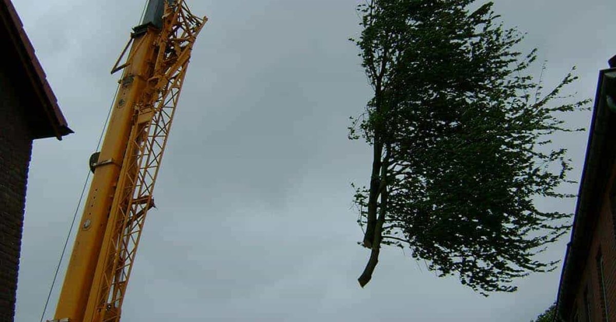 Boom Verwijderen Boom Kappen Stronken Frezen - A Van Spelde Hoveniers